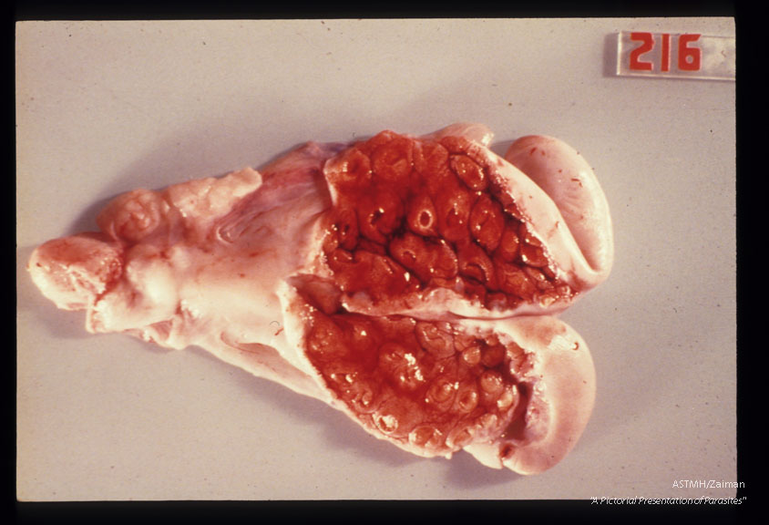 Involuting uterus from recent abortion. Ewe was fed cysts of Toxpplasma gondii on day 23 of pregnancy and sacrificed on day 87.