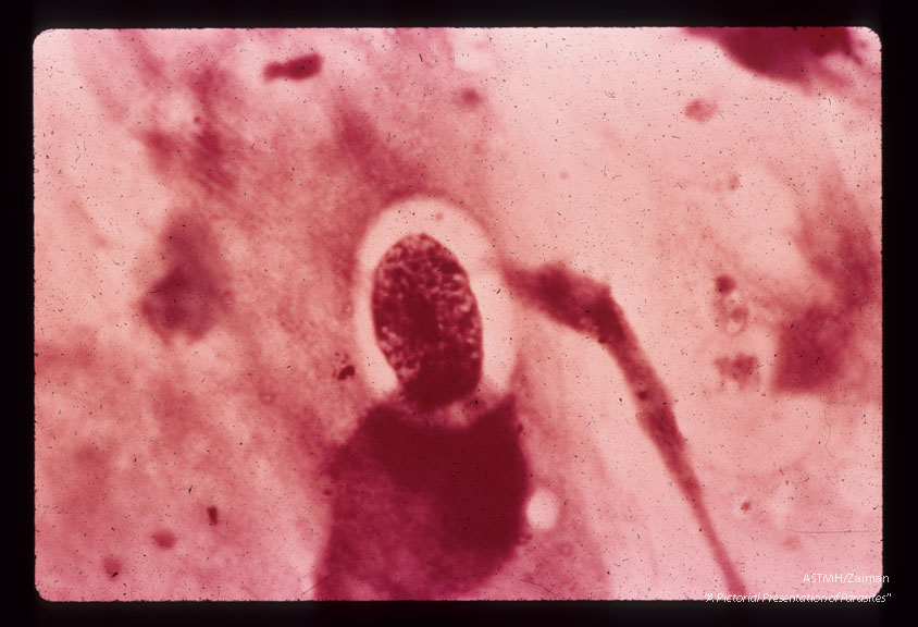 Oocyst, 190 hr. after inoculation of cell culture with sporozoites. Giemsa stain.