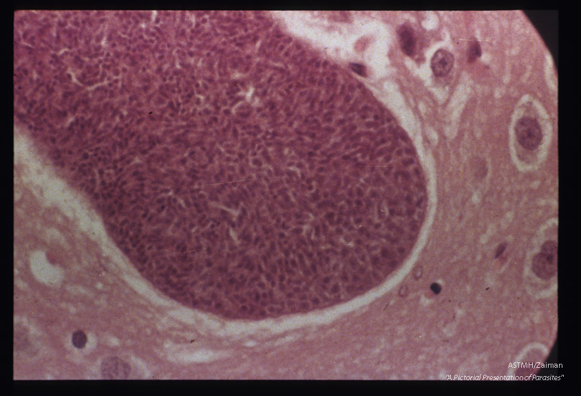 Hematoxylin-eosin stained sections of mouse brain.