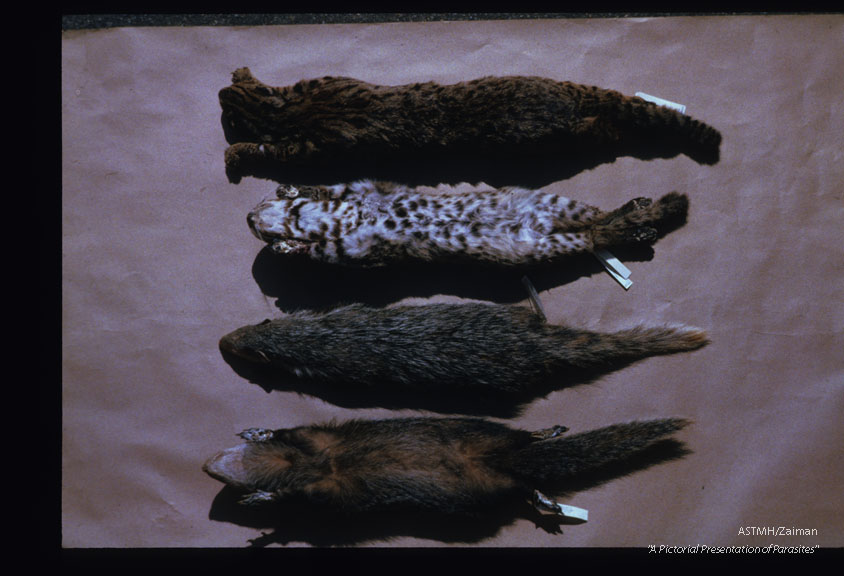 Multiple mammals other than man may serve as reservoir host. The list includes rats, wild cats, and civets.