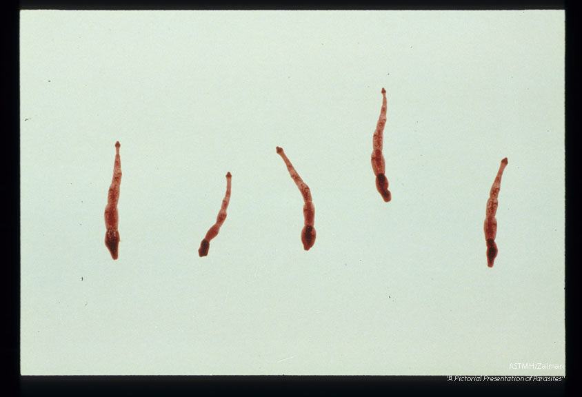 Adult worms from a dog.
