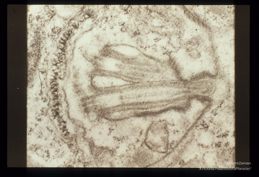 Longitudinal section showing two flagella in a dividing specimen.