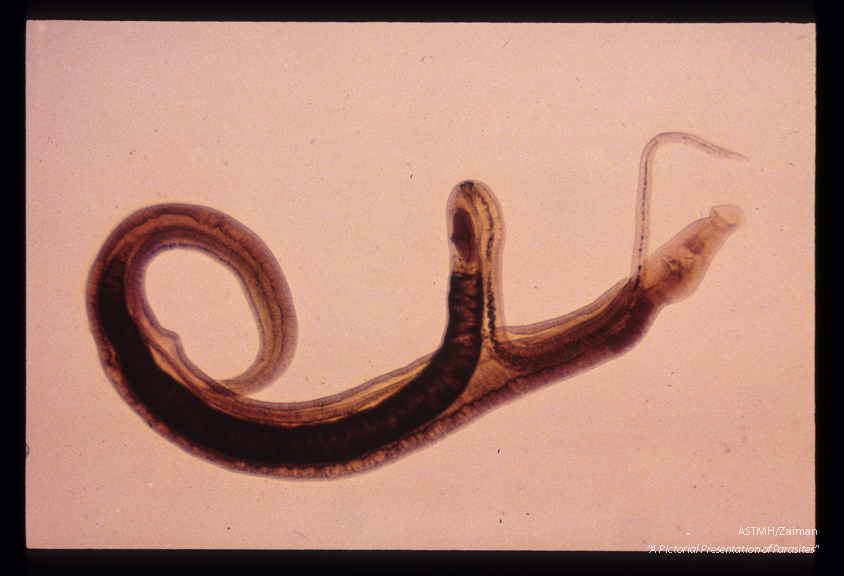 Paired adult male and female. The female lies within the gynecophoric canal of the larger male.