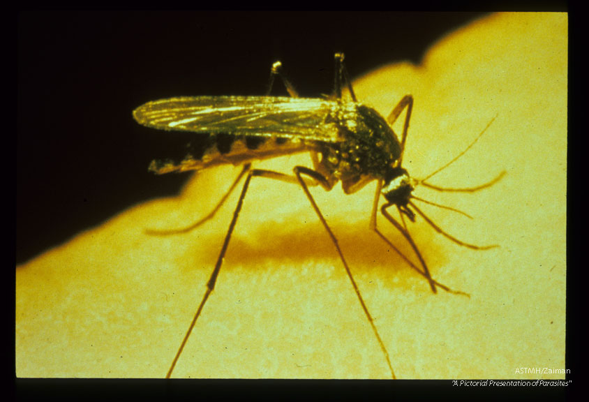 Adult female, a natural vector of Dirofilaria immitis in much of the midwest United States.