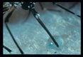 When Dirofilaria immitis emerge from the tips of the mosquito labella or the midportion of the labium, a small quantity of fluid emerges from the mosquito. The fluid serves to prevent dessication of the larvae. The larvae within the fluid are obscurred by the reflection of light.