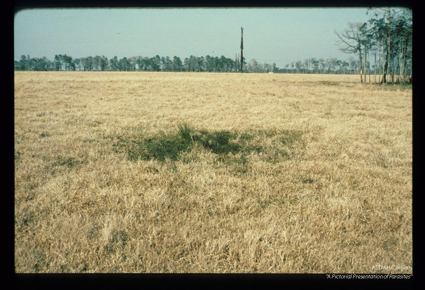 Pasture serving as habitat for Lymnea cubensis.