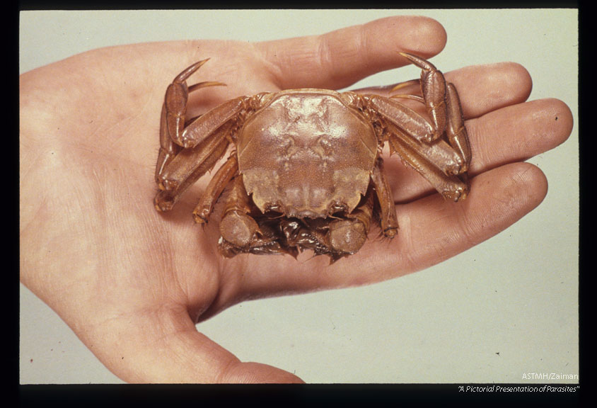 Intermediate host, a crab.