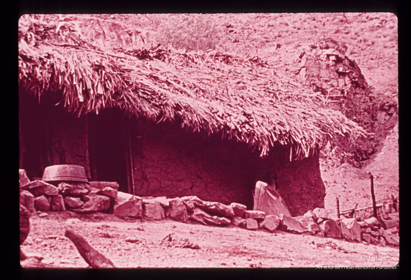 Epidemiology. Typical adobe house with thatched roof within which are found people, chickens, guinea pigs, and infected triatomines. The most important vector here was Rhodnius ecuadoriensis.