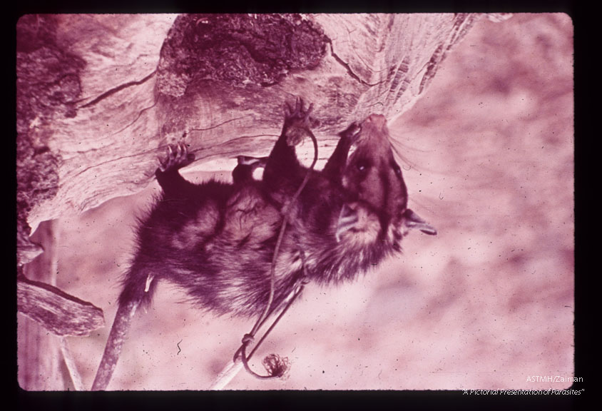 An oppossum caught near one of the adobe houses in the upper Maranon river valley. This animal was found to be naturally infected with Trypanosoma cruzi, Trypanosoma rangeli, and numerous helminths.