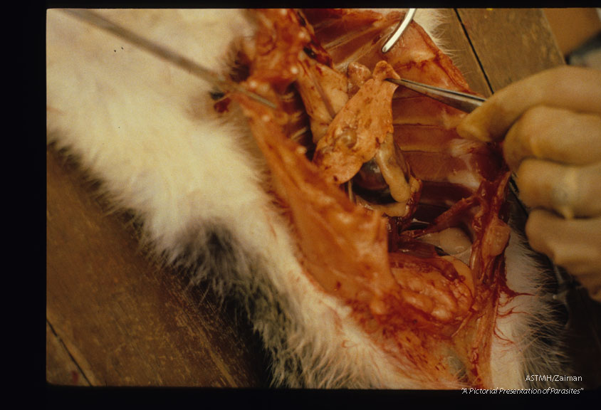 Cat lung containing adult tromatodes.