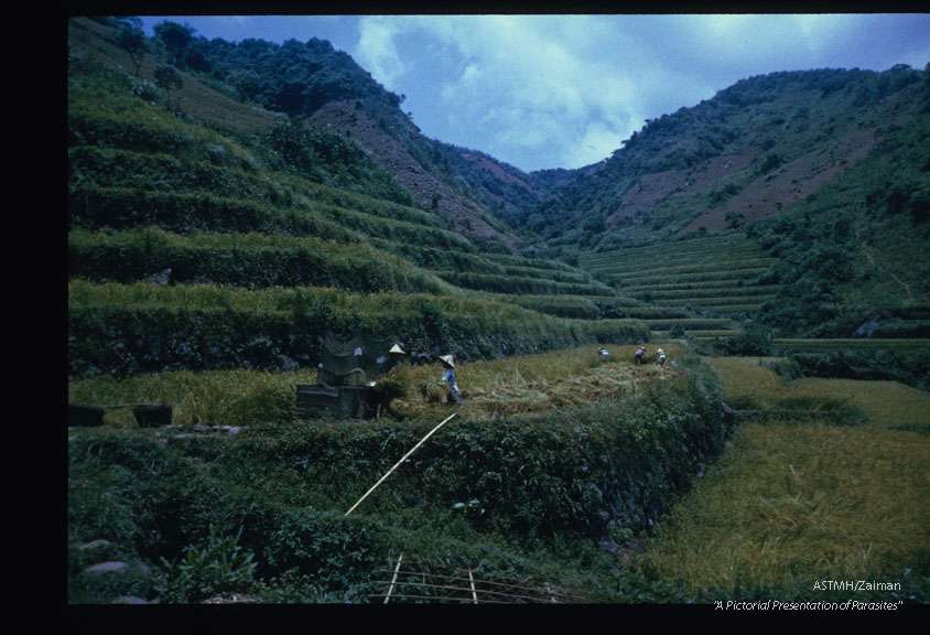 Native farmers harvest rice just above the stream. When nature calls, they defecate in the fields. The feces are easily washed into the stream.