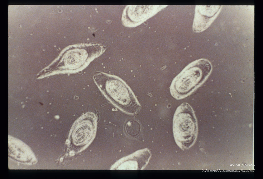 Isolated nurse cells with larvae.