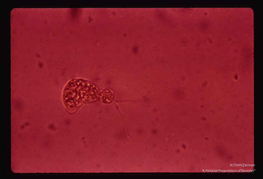 Flagellate (x oil) showing bulges on flagella.