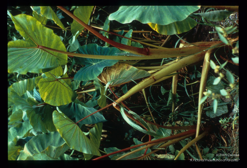 Taro plant, a breeding place for dengue vector in New Caledonia.