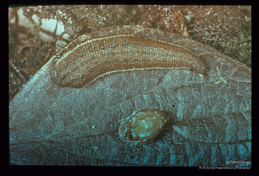 Land leech and cocoon. After a single blood meal, a leech may produce several cocoons. From 10-15 or more young leeches may emerge from each cocoon. Emergence time depends upon temperature. At laboratory room temperature emergence time was around 30 days.