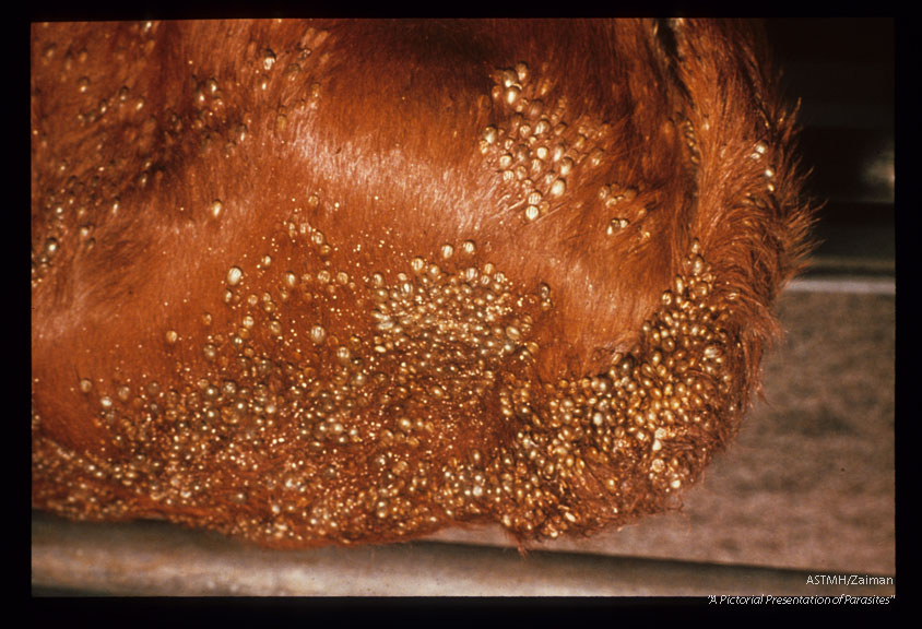Adult ticks on bovine.