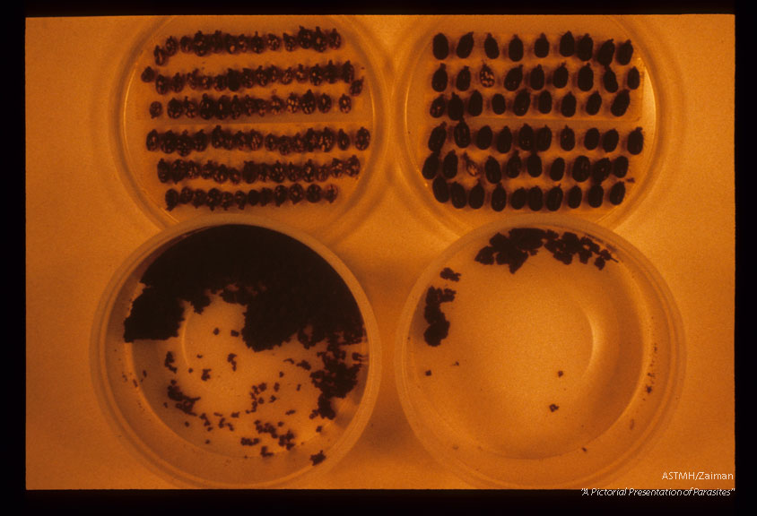Ticks infected with Babesia die in large numbers and produce few eggs, (left) as compared to non-infected ticks (right).