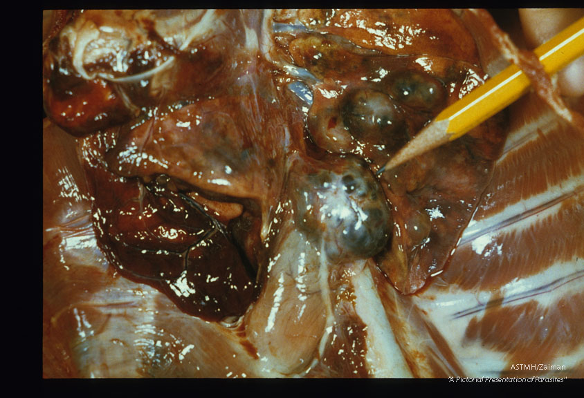 Cat lung showing multiple cysts containing adult worms. One cyst almost hangs free in the pleural cavity.