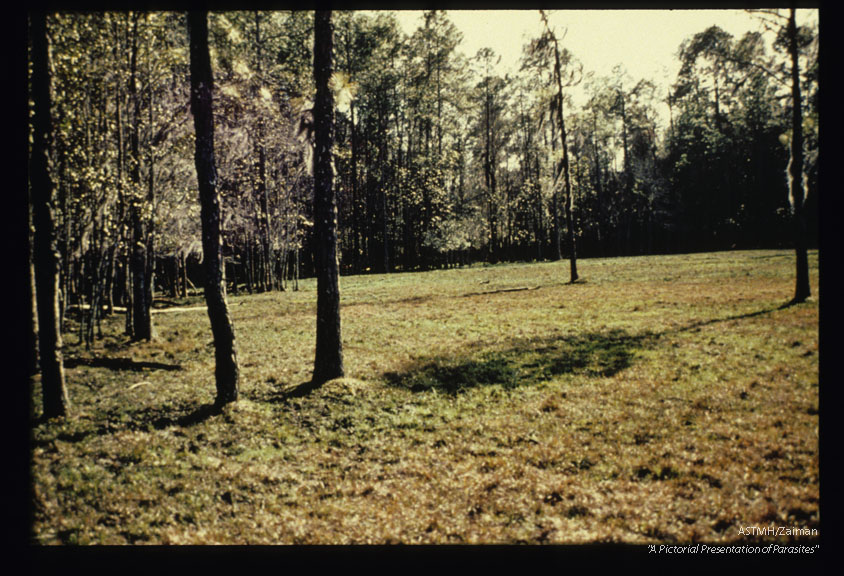 Pasture border with Lymnea cubensis snails, Putnam County, Florida.