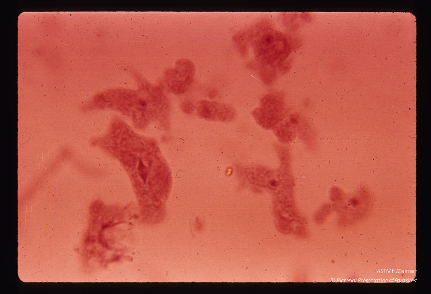 Mitotic division. Hematoxylin stain. lOOx.