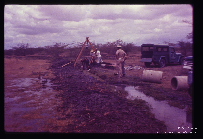 Control by construction of concrete culvert in Guanica swamp.