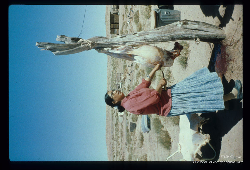 Navajo woman butchering sheep.