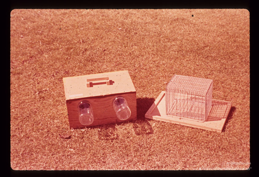 Collecting flies in traps baited with birds.