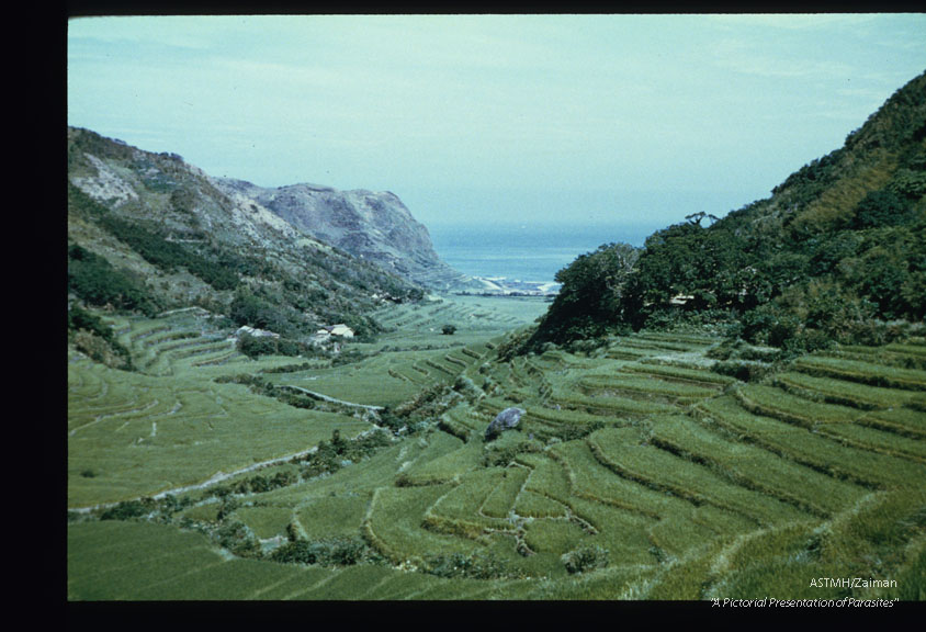 Village of Ali-lao showing terraced rice paddies on one side and tea groves on the other.
