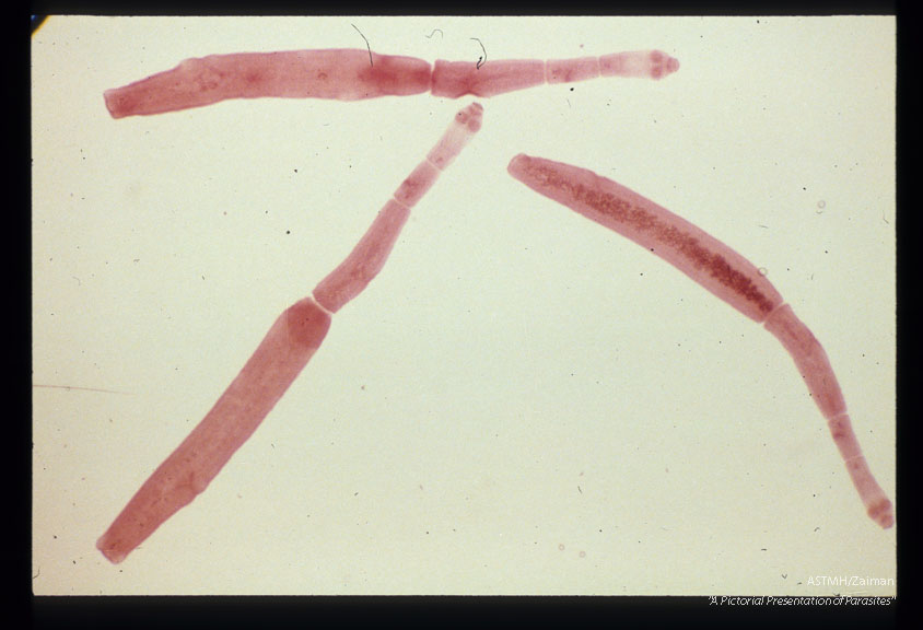 Adult worms from dog.