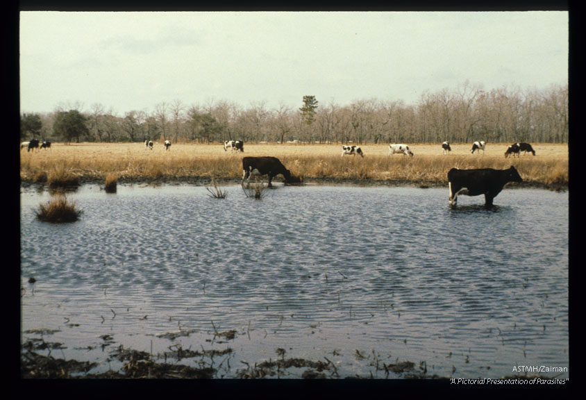 Muck pond. Safe grazing because soil is acid.