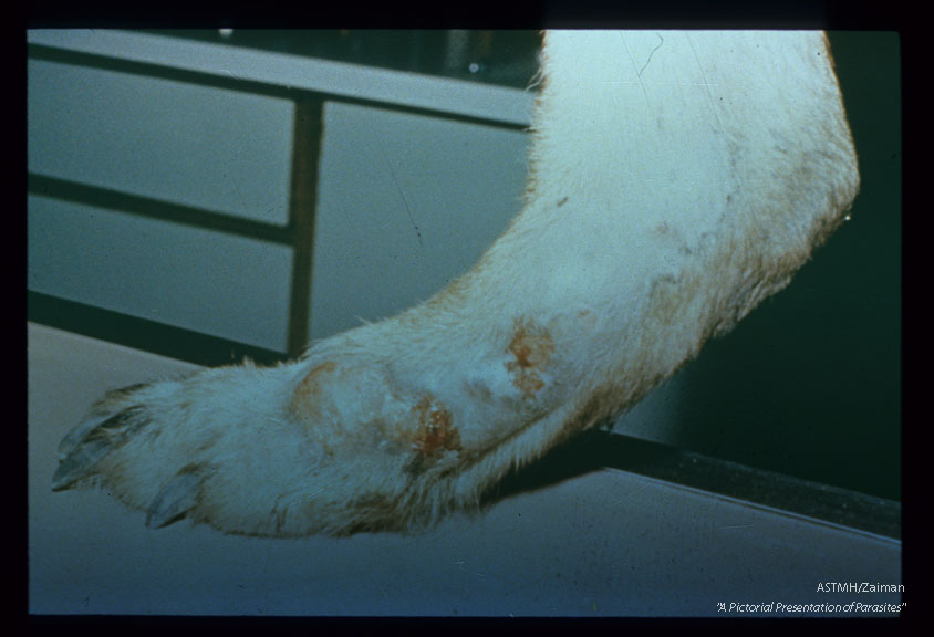 Necrosis of hind limb caused by paradoxical embolus.