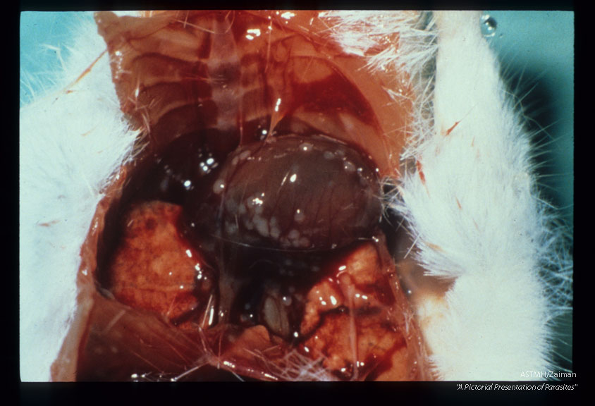 Myocardial granulomas in an experimentally infected mouse.