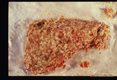Infected pork sausage which produced human infection.