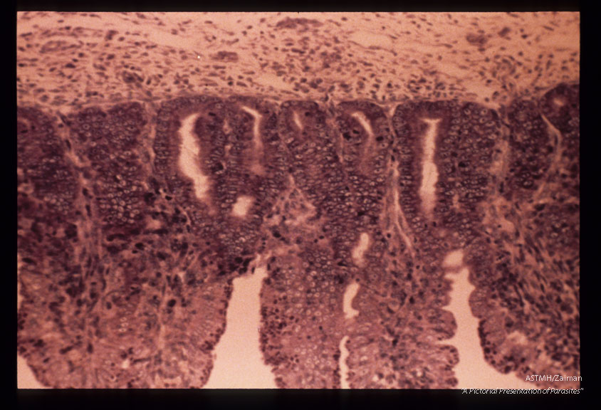 Schizonts, gametocytes in ileum of kitten. Giemsa.