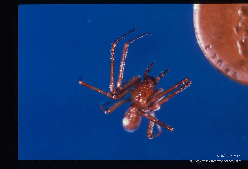 Brown recluse spider. Whole mount. head