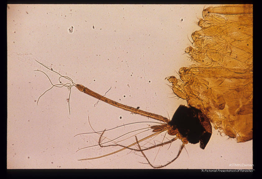 Infected larvae emerging from the mouthparts of a mosquito.