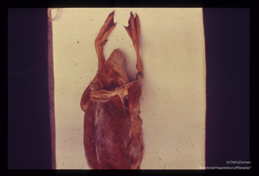 Gross pathology in a duck.