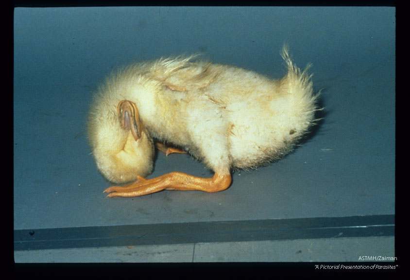 Experimentally infected duck suffering encephalitis with severe torticollis.