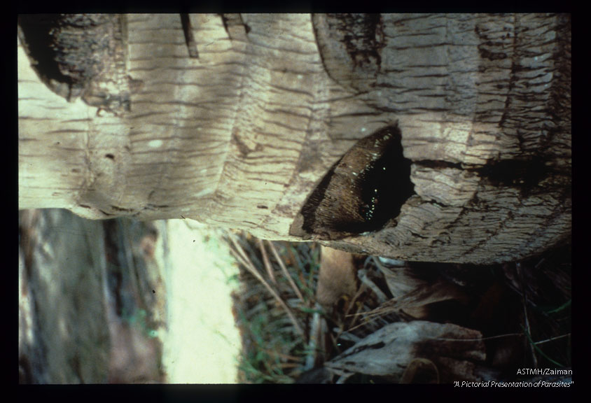 Holes in the trunk of a palm tree serve as a breeding site for this mosquito. Madagascar.