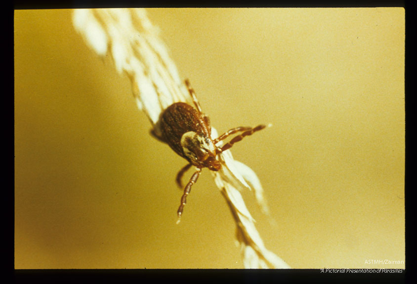 Adult female on vegetation.