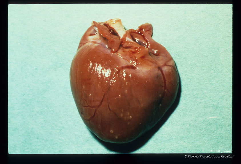 Myocardial and epicardial granulomas in an experimentally infected woodchuck.