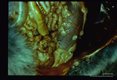 Multiple cysticerci in experimental infection.
