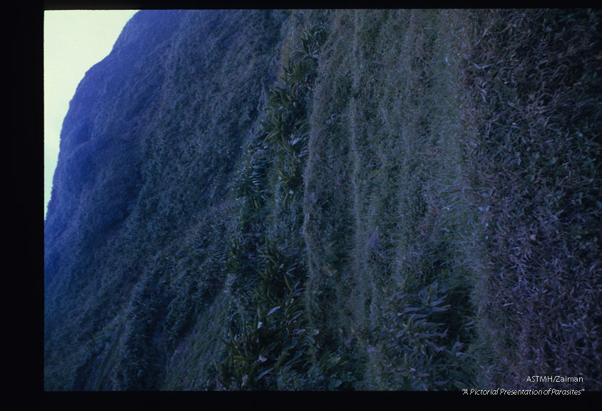 The heavily vegetated valley slopes provide shelter and refuge for rats and other mammals who may serve as intermediate hosts.