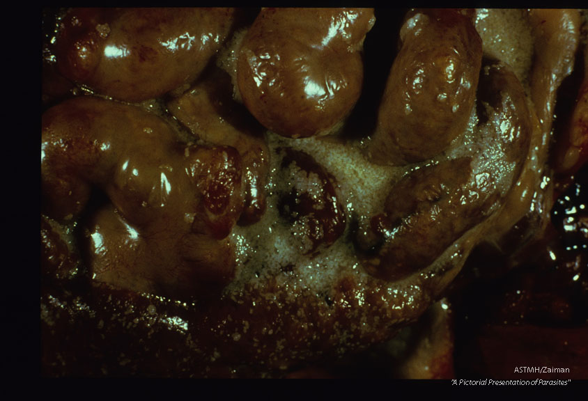 Tetrathyridia in abdomen of guinea pig.