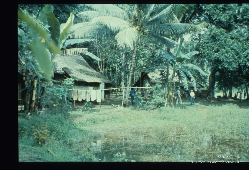 Endemic area with rubber plantation, rice fields and forest producing mosquitoes which bite individuals traversing the areas in daytime. Multiple vectors (Mansonia and Anopheles).