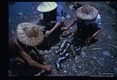 Fisherman place counted numbers of living crabs on reed stems to facilitate handling.