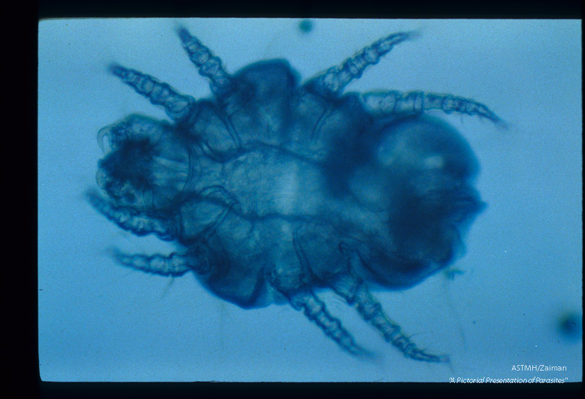 Mite of cats and rabbits which may cause skin lesions in man, especially children.