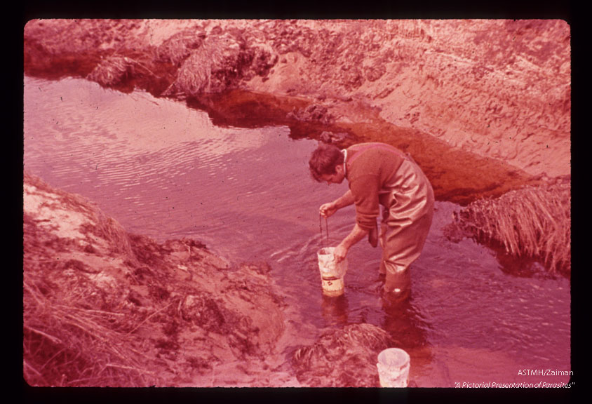 Harvesting a cable of black fly larvae.