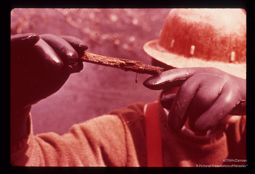 Pupa attached to stick.