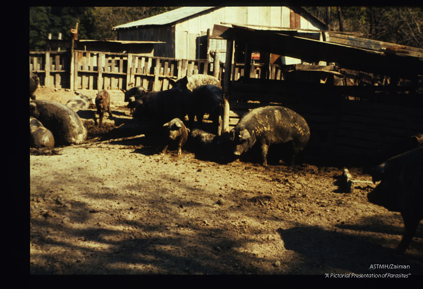 Unsanitary conditions on a hog farm in Central Indiana where 60% of the pigs harbored Trichinella.